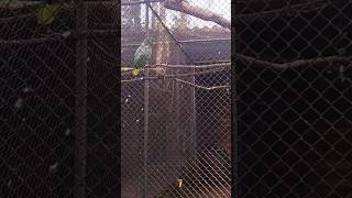 Papagaio super gaúcho fala Guri Guria no zoo de Sapucaia do Sul enchente viral zoológico shorts [upl. by Brice]