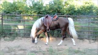 Golden Bronze Palomino Tennessee Walking Horse Stallion [upl. by Allyce]