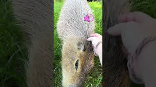 Did You Know Capybaras Make Sounds [upl. by Keefer]