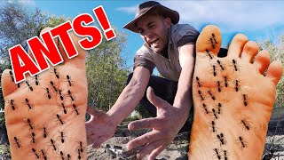 STUNG by 500 Fire Ants  Bullet Ant Sting ULTIMATE ANT STING [upl. by Kamat]