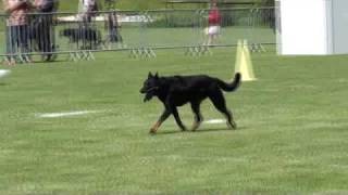 Beauceron Nationale d Elevage 2009 Ring 3 4 partie [upl. by Nichy]