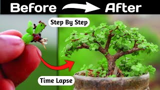 Jade Bonsai Making From Branch Cutting [upl. by Schertz]