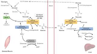 GlucoseAlanine Cycle  Cahill Cycle  Nitrogenous Waste Transport and Removal [upl. by Corrine490]