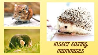 Insect eating mammals or Insectivora [upl. by Ahsina]