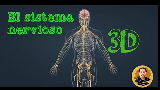 El sistema nervioso en 3D [upl. by Bohannon]