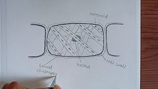 Spirogyra Diagram Plants of the Thallophyta Division spirogyra labelled Diagram Thallophyta [upl. by Nash]