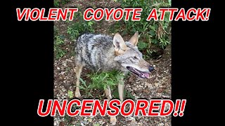 Vicious Coyote Attack UNCENSORED Victim Survives by Playing Dead GRAPHIC Footage Bonus Episode [upl. by Ateuqahs306]