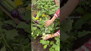 Harvesting eggplants bitter gourd chives perilla and spinach gardening [upl. by Sayers]