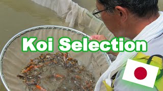 Koi fish selection in Japan  How baby Koi are selected KOI SELECTION GUIDE [upl. by Iznyl238]