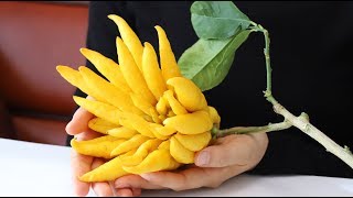 How to Cook Lucky Fruit quotBuddhas Hand Citrusquot [upl. by Anerul272]