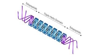 Telocollagen vs Atelocollagen [upl. by Larcher349]