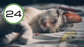 RONRONEO de GATO 🐱💤 para Dormir y Relajarse Relajante Sonido de Gato Dormido Ronroneando 🎧 ASMR [upl. by Oeflein]