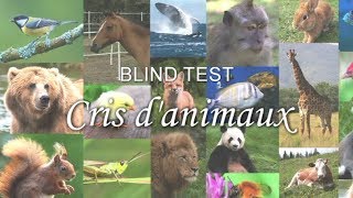 BLIND TEST  Cris danimaux [upl. by Sharline]