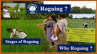 Roguing in Seed Production  Roguing with DK Arya Sir  What is Roguing [upl. by Turpin582]