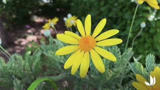 Leuryops dor ou marguerite des Savanes  Truffaut [upl. by Darnoc]