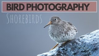 BIRD PHOTOGRAPHY  Photographing shorebirds [upl. by Acirne68]