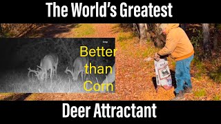 The World’s Greatest Deer Attractant Better than Corn [upl. by Nostets]