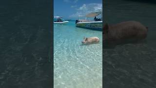 Swimming with the pigs in gorgeous turquoise waters at Pig Beach Exuma Bahamas [upl. by Mendes730]