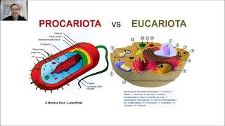 Procariotas Arqueas y Bacterias Morfología bacteriana V30 [upl. by Telocin323]