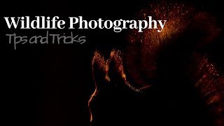 How to be creative with wildlife photography part 2  TIPS AND TRICKS [upl. by Garwood236]