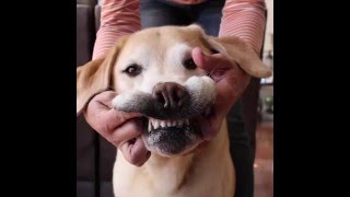 DIY ToothPaste for Pets [upl. by Sloatman]