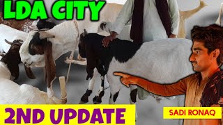 LDA City Kahna Kacha Mandi  2nd Update Aa Gai  Lahore Bakra Mandi 2024  Sadi Ronaq [upl. by Alamap473]