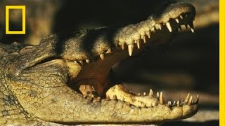 Birds vs Crocodiles  National Geographic [upl. by Sira]