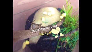 Grasshopper Care Habitat [upl. by Arlene412]