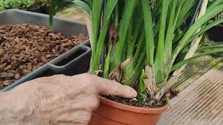 Rinvaso Cymbidium ibrido tutorial [upl. by Renat]