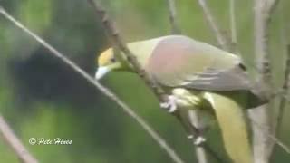 Whistling Green Pigeon Treron formosae [upl. by Rene]