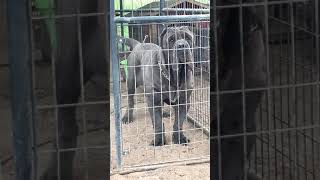 Neapolitan Mastiff Guard Dog Amos [upl. by Vezza]