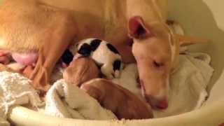 Podenco Friends  Zarita and her pups [upl. by Lorianna]