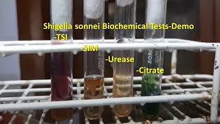 Shigella sonnei Biochemical Tests Demonstration [upl. by Aninep346]