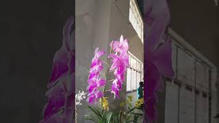 Orchid show orchidsofinstagram dendrobium orchidee phalaenopsis anggrekbulan orchidaceae [upl. by Aiht]