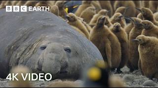 Incredible 4K Nature Scenes Narrated By David Attenborough  BBC Earth [upl. by Auqinal]