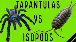 Tarantulas VS Isopods in Bioactive Enclosures w Aquarimax Pets [upl. by Other]