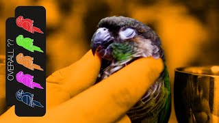 Green Cheek Conure Pocket Snuggle Puppy [upl. by Ardaed]