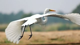 Great Egret Bird [upl. by Mychael]