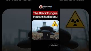 Fungi That Eats Radiation shortsvideo [upl. by Htidirem892]