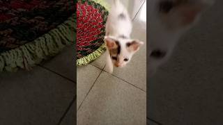 My mini cat🐈 cute youtubeshorts cuteanimal catlover [upl. by Lovel]