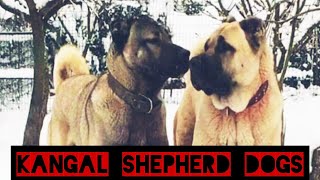 Turkish Kangal Shepherd Dog Anatolian Shepherds LivestockFlock Guardian Shepherd Dogs Turkey [upl. by Avla187]