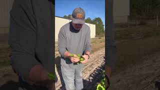 How we harvest mustard greens growyourownfood shorts growhoss [upl. by Berrie]