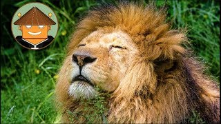 QUÉ PASA CON LOS LEONES  Mini documental [upl. by Michelina]