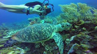 Scuba Diving Roatan  Turtle Swimming [upl. by Alexia775]