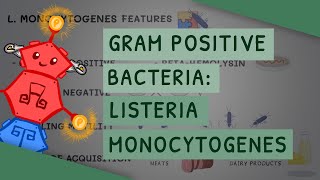 Gram Positive Bacteria Listeria monocytogenes [upl. by Allez]