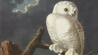 How Audubon’s Birds of America Changed Natural History [upl. by Ylrebmyk]