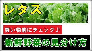 【買い物前にチェック】レタスの鮮度の見分け方と選び方 [upl. by Wolpert]