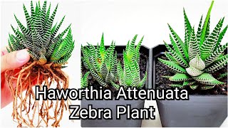 Haworthia Attenuata Zebra Plant Propagation  Subtitles Available [upl. by Eveam]