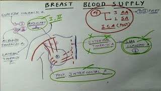 Mammary Gland  4 Blood Supply  TCML [upl. by Sivatnod]