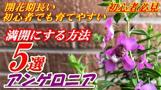 【花】アンゲロニアの育て方・植え付け [upl. by Tolman]